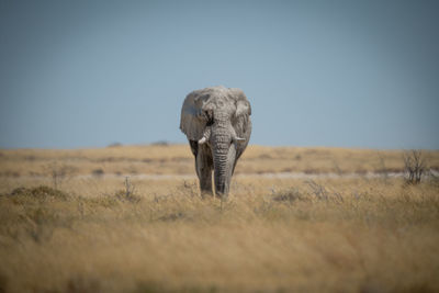 View of elephant on land