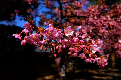 Close-up of pink cherry blossoms in spring