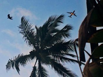Low angle view of silhouette palm tree against sky