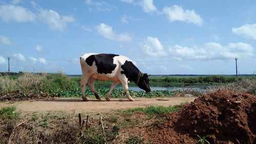 Cow standing in a field