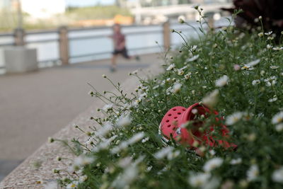 Close-up of red flowers