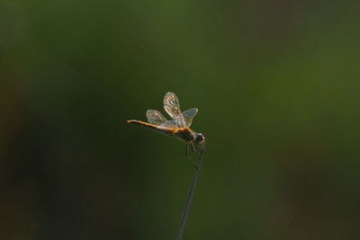 Close-up of insect on plant