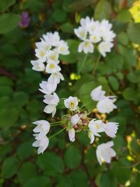 Close-up of white flowering plant