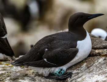 Close-up of bird perching on rock