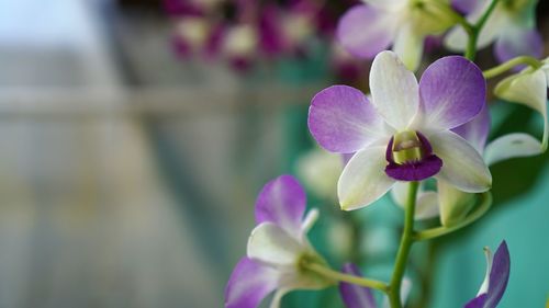 Close-up of purple flowers blooming outdoors