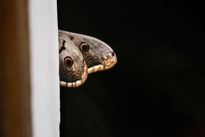 Close-up of moth perching