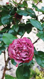 Close-up of pink rose blooming outdoors