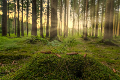 Pine trees in forest