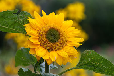 Close up of a sunflower head with a green background.