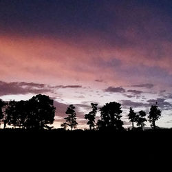 Silhouette of trees at sunset