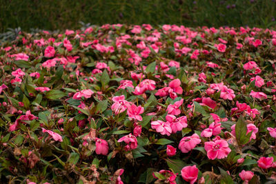 Close-up of pink flowering plants on field