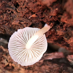 Close-up of white rose on rock