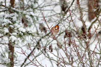 Close-up of bird perching on tree during winter