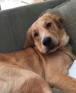 Portrait of dog lying on sofa at home