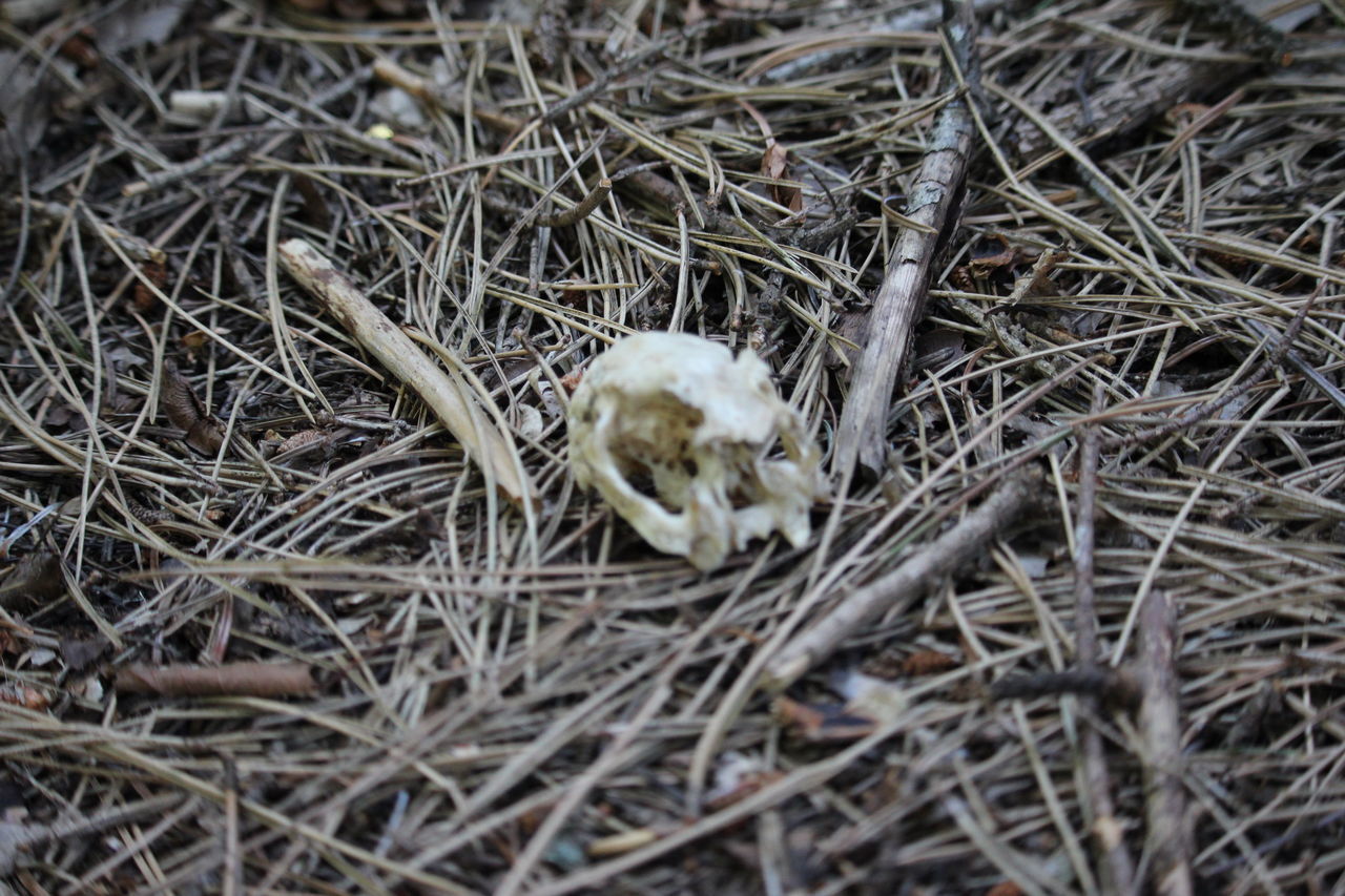 HIGH ANGLE VIEW OF MUSHROOM GROWING ON FIELD