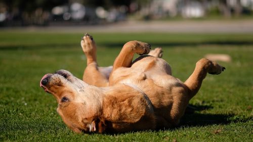 View of a dog on field