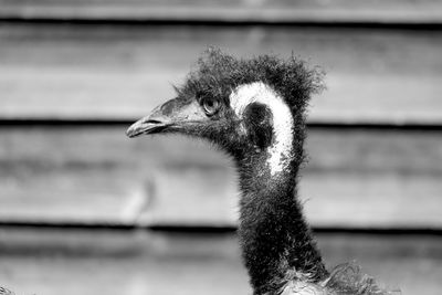 Close-up of a bird