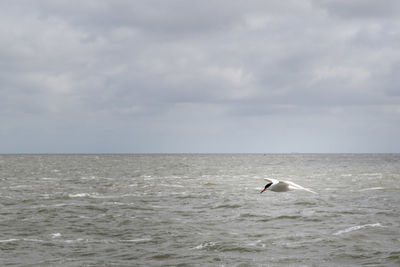 Seagull flying over sea against sky