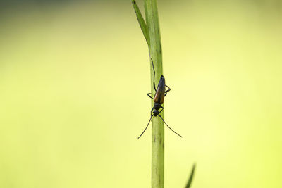 Close-up of insect