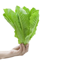 Close-up of hand holding leaf over white background