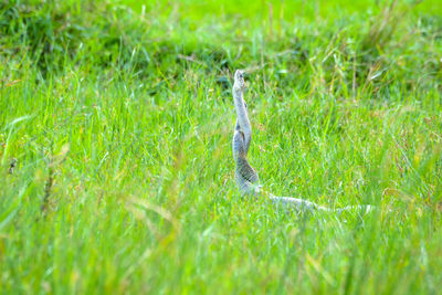 Full frame shot of a bird on field