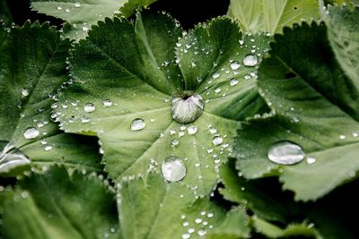 Close-up of water drops on leaves