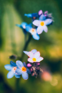 Close-up of purple flowering plant