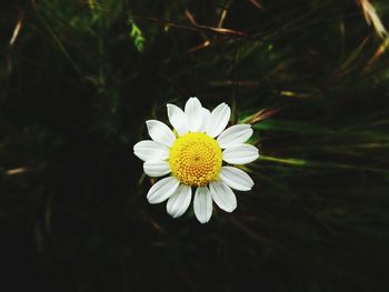 Close-up of yellow flower blooming outdoors