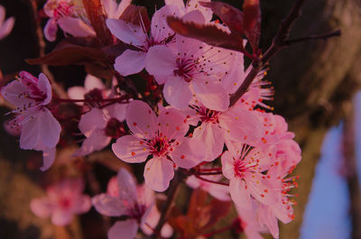 Close-up of pink cherry blossoms in spring