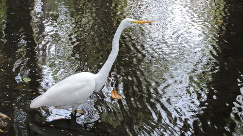 High angle view of duck swimming in lake