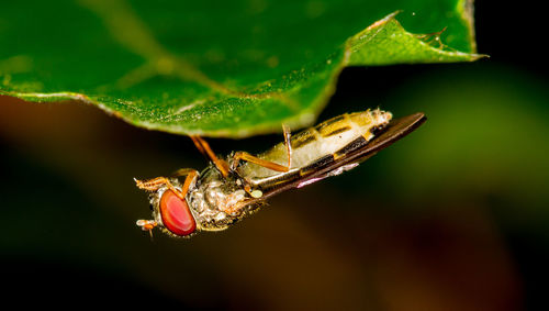 Close-up of insect on leaf