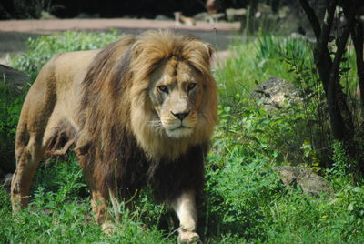 Lion standing in a field