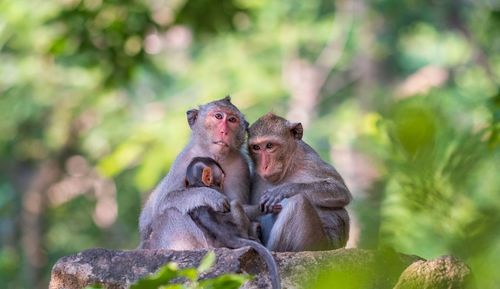 Monkey sitting outdoors