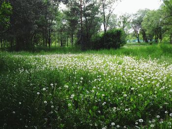 View of plants on field