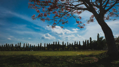 Trees on field against sky