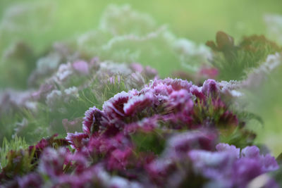 Close-up of purple flowers