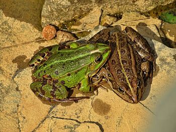 High angle view of frog on leaf