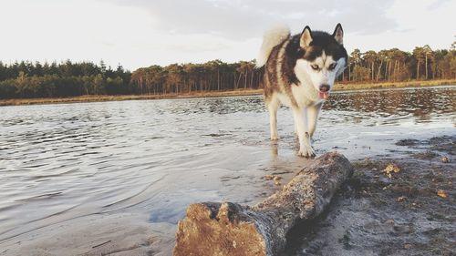 Dog on water against sky