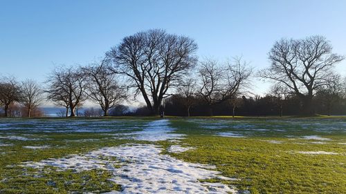 Bare trees on snow covered landscape