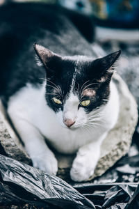 Close-up portrait of a cat