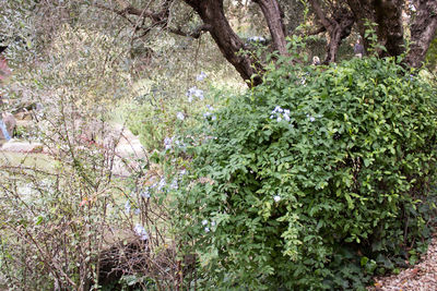 Flowering plants and trees in forest