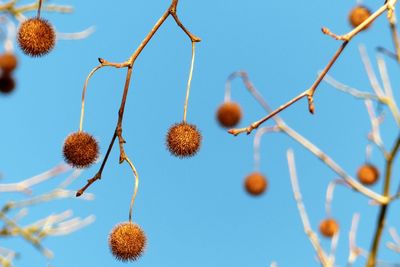 Low angle view of flowering plants against sky