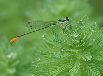 Close-up of damselfly on wet plant