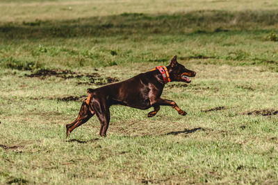 Dogs running on field