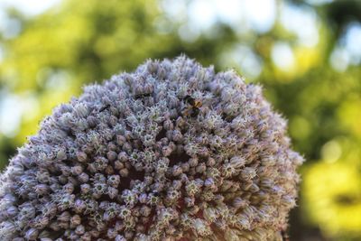 Close-up of flowering plant