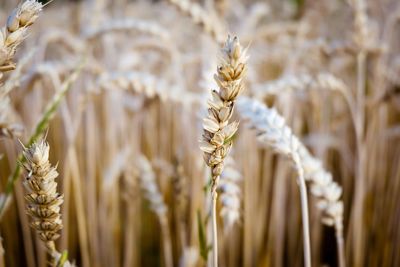 Close-up of wheat growing on field