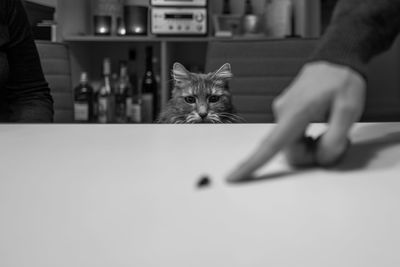 Portrait of cat sitting on floor