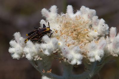 Grasshopper pollinating a lanaria lanata flower.