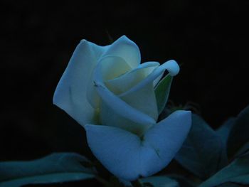 Close-up of pink flower