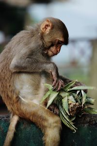 Close-up of baby holding sitting outdoors